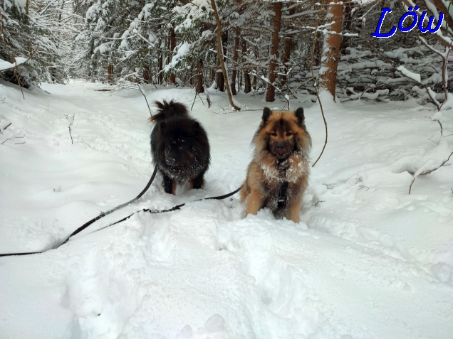 22.1.2023 - Schnee, Schnee wohin man blickt